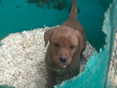 Beautiful IKC Registered Labrador puppies in Cavan