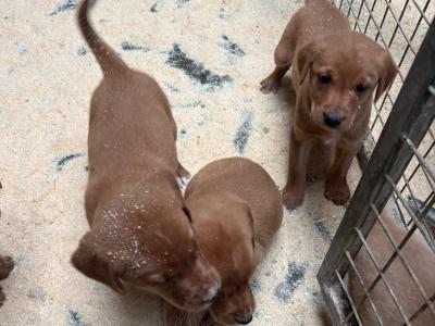 Beautiful IKC Registered Labrador puppies in Cavan