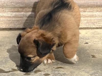 Jack Russell puppies in Wicklow