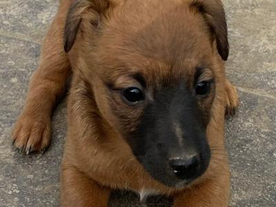 Jack Russell puppies in Wicklow