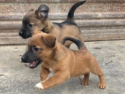 Jack Russell puppies in Wicklow
