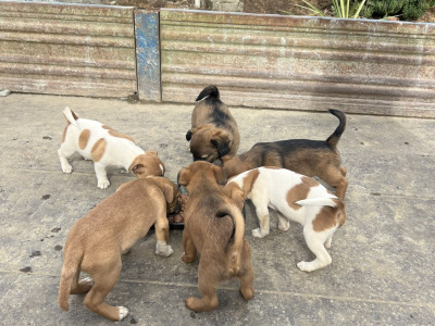 Jack Russell puppies in Wicklow