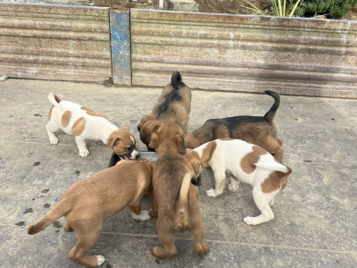 Jack Russell puppies in Wicklow