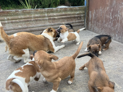 Jack Russell puppies in Wicklow