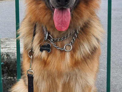 IKC Registered Straight Back German Shepperd puppies in Waterford