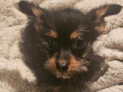 Beautiful small Dachshund x Corgi (Dorgi) puppies in Wexford