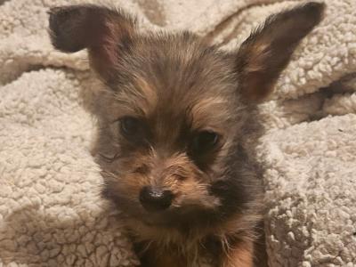 Beautiful small Dachshund x Corgi (Dorgi) puppies in Wexford