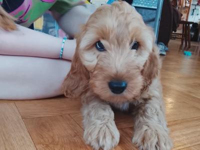 1 Male Cockapoo puppy available in Limerick