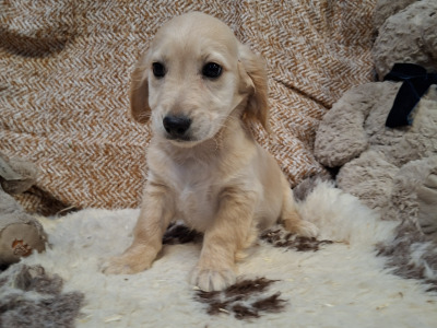 Cockalier puppies (Cocker Spaniel x Cavalier King Charles) in Limerick