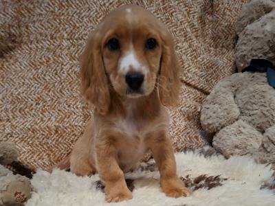 Cockalier puppies (Cocker Spaniel x Cavalier King Charles) in Limerick