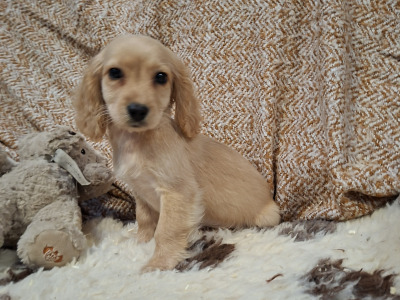 Cockalier puppies (Cocker Spaniel x Cavalier King Charles) in Limerick