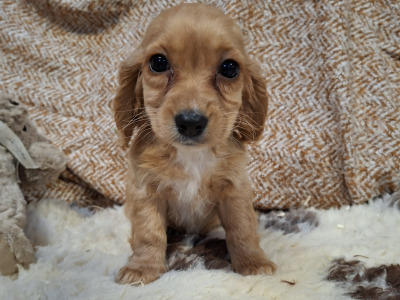 Cockalier puppies (Cocker Spaniel x Cavalier King Charles) in Limerick