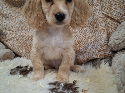 Cockalier puppies (Cocker Spaniel x Cavalier King Charles) in Limerick