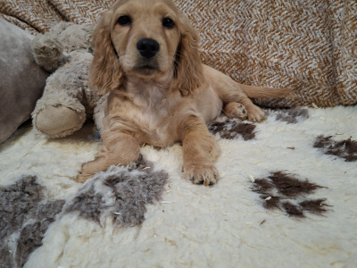 Cockalier puppies (Cocker Spaniel x Cavalier King Charles) in Limerick