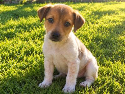 Male Jack Russell puppy in Tipperary
