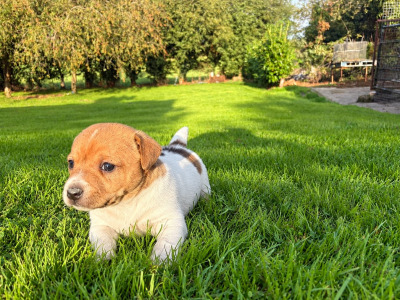 Male Jack Russell puppy in Tipperary