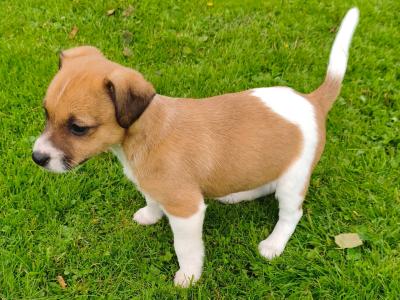 Jack Russell puppies in Wexford are ready for good homes