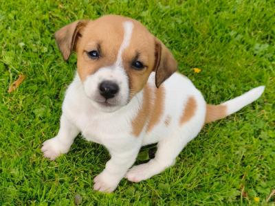 Jack Russell puppies in Wexford are ready for good homes