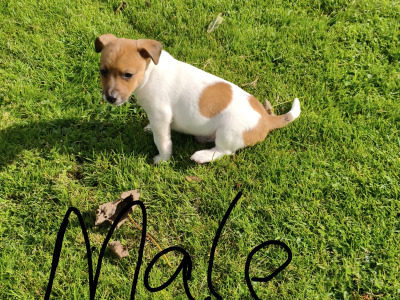 Jack Russell puppies in Wexford are ready for good homes