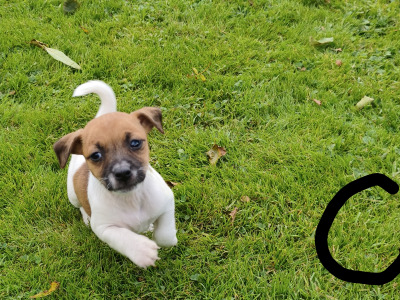 Jack Russell puppies in Wexford are ready for good homes