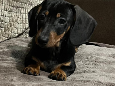 Smooth haired mini Dachshund puppies in Cavan