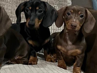 Smooth haired mini Dachshund puppies in Cavan