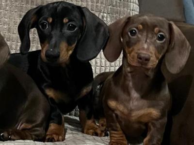 Smooth haired miniature Dachshund puppies in Cavan