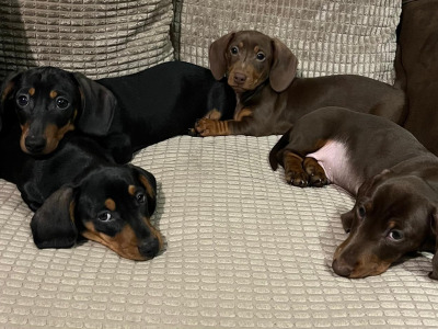 Smooth haired mini Dachshund puppies in Cavan