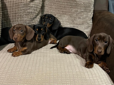 Smooth haired mini Dachshund puppies in Cavan