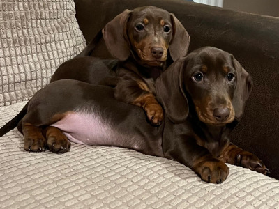 Smooth haired mini Dachshund puppies in Cavan