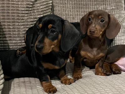 Smooth haired mini Dachshund puppies in Cavan