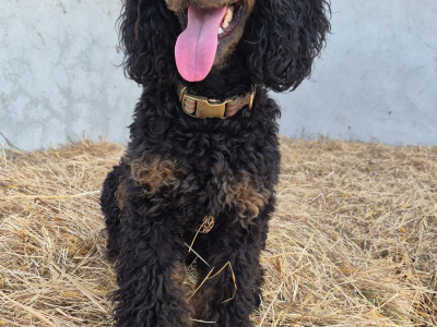 Minature Phantom Poodle