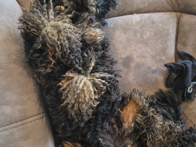 Minature Phantom Poodle