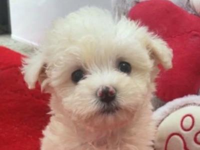 Bichon Frise male 0852182638