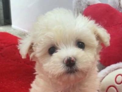 Bichon Frise male 0852182638
