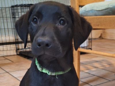 Kilroosk male Labrador puppy, IKC Registered, DNA clear for sale in Leitrim
