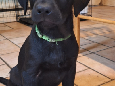 Kilroosk Labrador puppy, IKC, DNA clear.