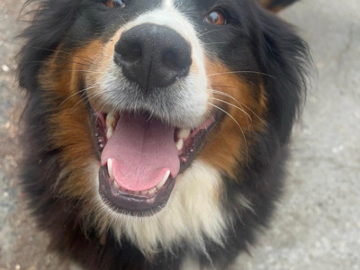 Female Bernese Mountain Dog puppy 4 months old in Dublin