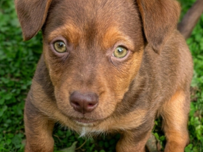 Are you Looking for something special, Blue eyed and pink nosed Jack Russell puppies in Cork