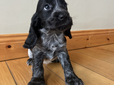 Blue Roan Cocker Spaniel Puppies in Wexford.