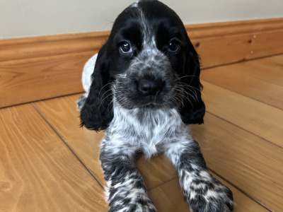 Blue Roan Cocker Spaniel Puppies in Wexford.