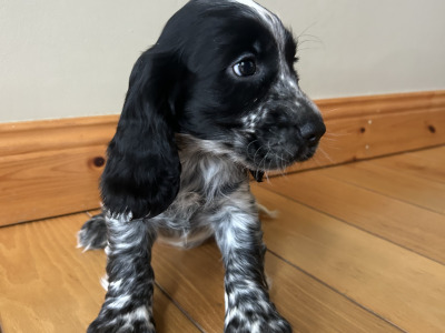 Blue Roan Cocker Spaniel Puppies in Wexford.