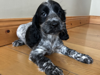 Blue Roan Cocker Spaniel Puppies in Wexford.