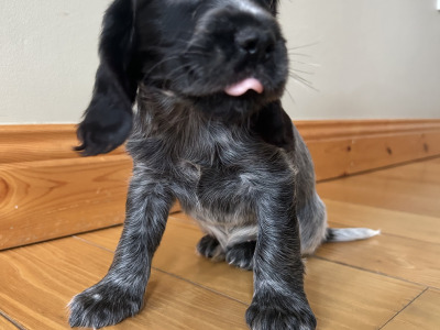 Blue Roan Cocker Spaniel Puppies in Wexford.
