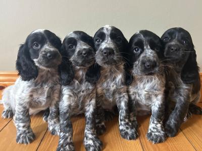 Blue Roan Cocker Spaniel puppies in Wexford
