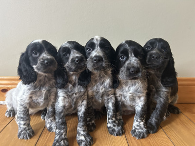 Blue Roan Cocker Spaniel Puppies in Wexford.