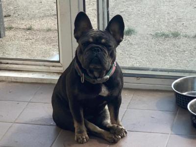 Female French Bulldog 2 years 7 months old in Laois