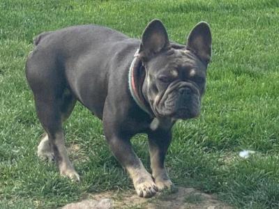Female French Bulldog 2 years 7 months old in Laois