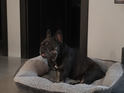 Female French Bulldog 2 years 7 months old in Laois