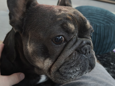 Female French Bulldog 2 years 7 months old in Laois